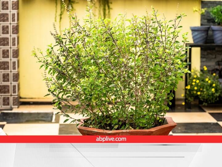 चंद्र ग्रहण के सूतक से पहले ही खाने-पीने की चीजों में तुलसी का पत्ता रखने से इस पर ग्रहण का प्रभाव नहीं पड़ता है. चंद्रग्रहण के बाद घर में तुलसी के पत्ते से पूजा करने से पुण्य प्राप्त होता है.