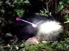 Tamil Nadu: Bear Which Attacked 3 People In Tenkasi, Dies Of Ailment At Kalakkad Forest Region