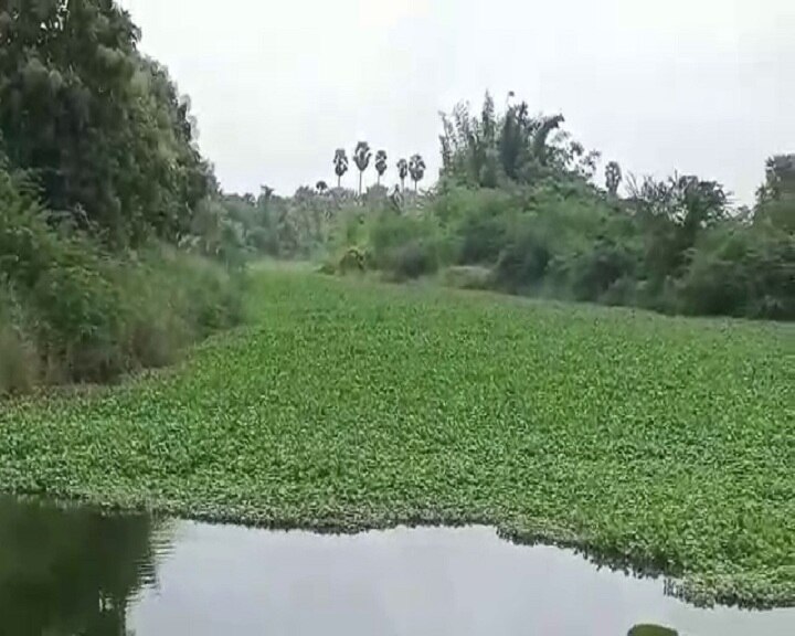 திருத்துறைப்பூண்டியில் கோரையாற்றில் மண்டிகிடக்கும் ஆகாயத்தாமரை -  அகற்ற விவசாயிகள் வலியுறுத்தல்