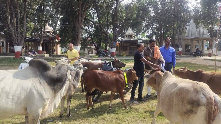 इस गंभीर मुद्दे को लेकर सरकार ने आज तक कोई एक्शन प्लान नहीं बनाया. अविभाजित कोरिया जिला में कुछ पशु प्रेमियों के संगठन ने हादसे कम करने का सार्थक तरीका ढूंढ निकाला है. कोरिया जिले में गौ रक्षा वाहिनी के द्वारा पिछले 7-8 सालों से गौवंशों की सड़कों पर सुरक्षा के दृष्टिकोण से अभियान चलाया जा रहा है.