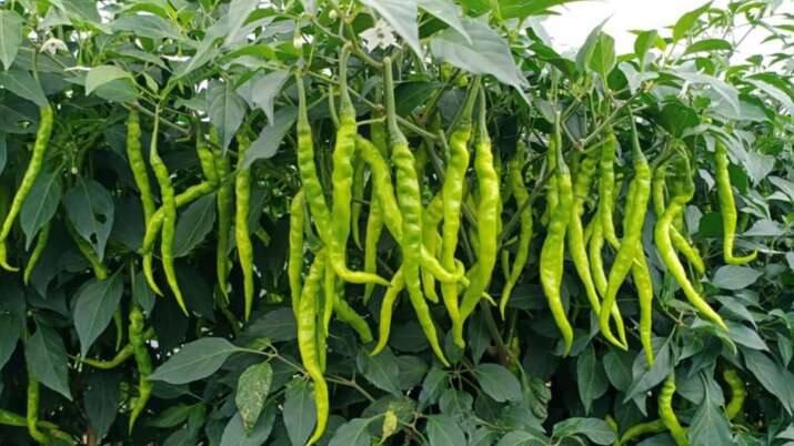 40 lakhs earned from chilli cultivation, know how this farmer became a millionaire ਮਿਰਚਾਂ ਦੀ ਖੇਤੀ ਤੋਂ ਕਮਾਏ 40 ਲੱਖ, ਜਾਣੋ ਕਿਵੇਂ ਬਣਿਆ ਇਹ ਕਿਸਾਨ ਕਰੋੜਪਤੀ?