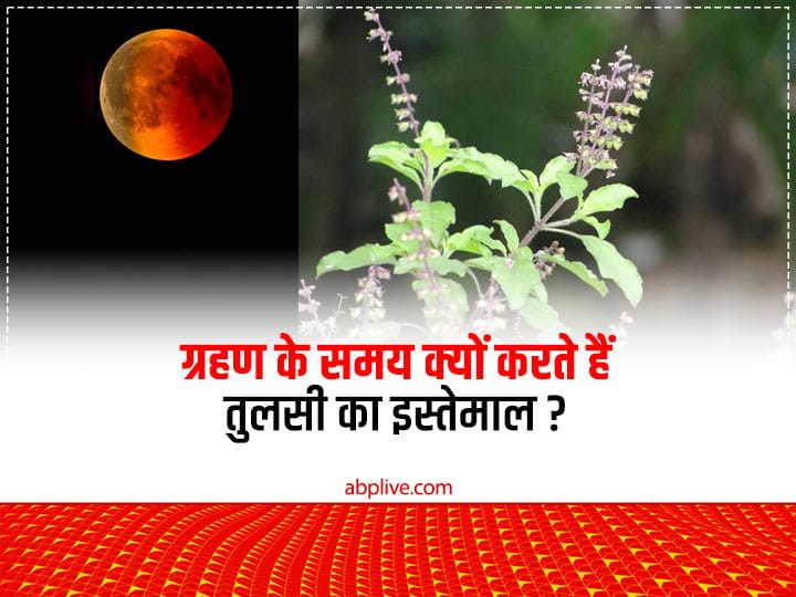 Chandra Grahan 2022, Tulsi Leaves During Eclipse: ज्योतिश शास्त्र में ग्रहण को अशुभ माना जाता है. इसलिए शुद्धि के लिए कुश, तुलसी के पत्तियों का इस्‍तेमाल किया जाता है.