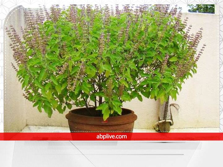 पौराणिक मान्यताओं के अनुसार तुलसी ग्रहण के बाद आई सभी तरह की नकारात्मक ऊर्जा दूर करती है. तुलसी और कुश को दोषों का नाश करने वाला माना जाता है.