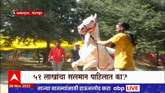 Horse Market Special Report : 2 वर्षांनी अकलूजमध्ये घोडेबाजार, चक्क 51 लाख घोड्याची किंमत