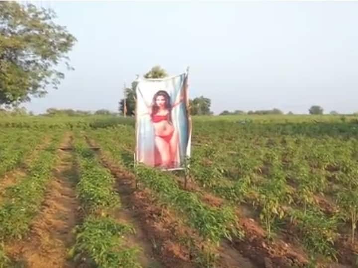 Warangal news farmer puts up Sunny Leone poster to keep crop safe Warangal News: పంటకు దిష్టి తగలకుండా పొలంలో సన్నీ లియోన్‌