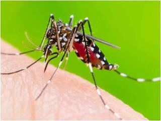 One and a half 1 1/2 year old child dies of dengue in Kancheepuram Dengue: காஞ்சிபுரத்தில் டெங்குவிற்கு ஒன்றரை வயது குழந்தை பலி..! பீதியில் மக்கள்...