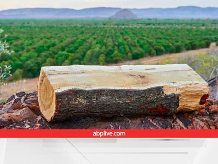 Sandalwood Farming: बहुत महंगा बिकता है चंदन... तो जानते हैं आप भी इसे उगाकर कैसे कर सकते हैं मोटी कमाई