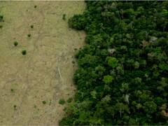 COP27: More Than 25 Countries Launch Group To Ensure They Keep Their Promise To End Deforestation By 2030