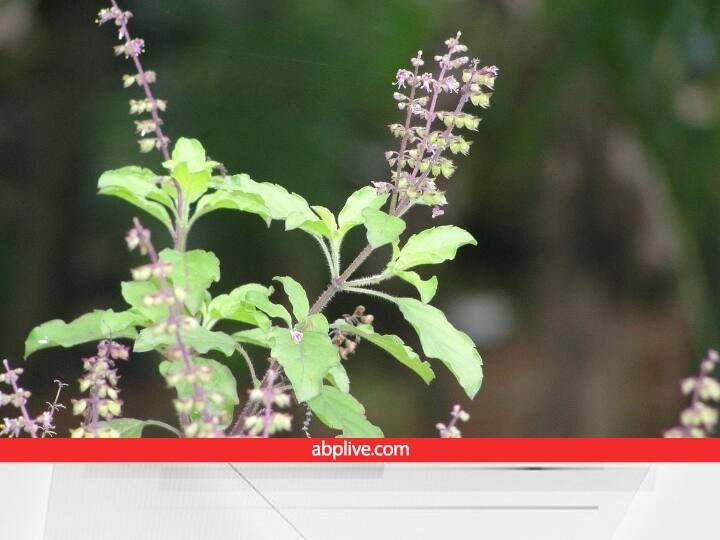 चंद्रग्रहण के समय तुलसी के प्रयोग के धार्मिक ही नहीं बल्कि वैज्ञानिक तर्क भी बताए गए हैं. माना जाता है कि चंद्रग्रहण के समय पेट की पाचन शक्ति कमजोर हो जाती है. इस दौरान ग्रहण किया गया भोजन नहीं पचता है.