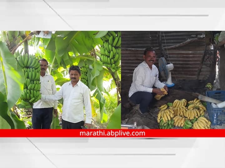 Banana Crop: नैसर्गिक पद्धतीने पिकवलेल्या केळीचा यशस्वी प्रयोग.