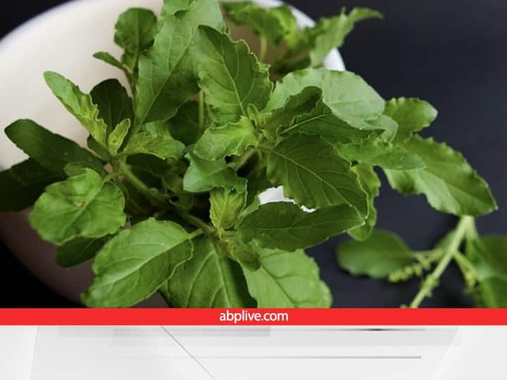 घर में पके हुए भोजन में सूतक काल लगने से पहले ही तुलसी के पत्ते डालकर रख देने चाहिए. माना जाता है कि इससे भोजन दूषित नहीं होता है.