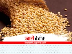 नंदूरबार बाजार समितीत 'ज्वारी' तेजीत, मिळतोय आत्तापर्यंतचा सर्वाधिक दर, शेतकरी समाधानी 