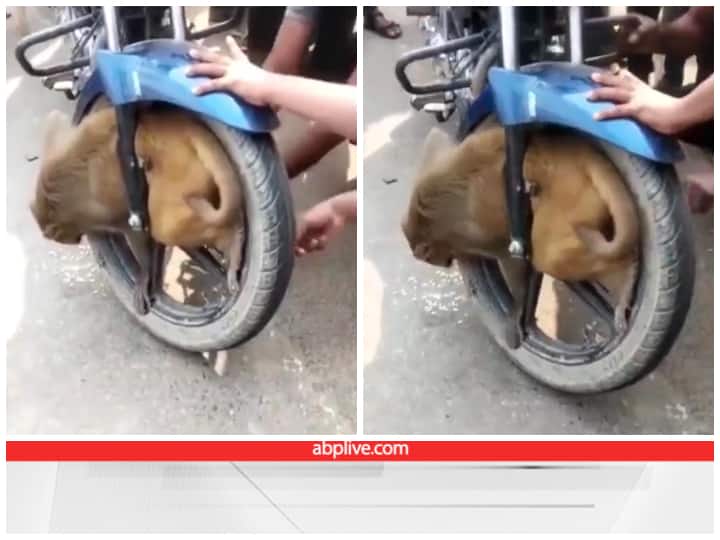 Monkey stuck in motorcycle wheel in Barabanki Uttar Pradesh viral video Monkey Viral Video: बाइक के पहिए में बुरी तरह फंसा बंदर, टायर अलग कर ही निकला बाहर