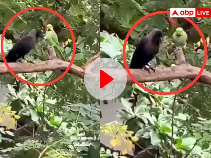 Crow Shares its food Parrot shows healthy friendship viral video on social media Video: कौवे ने तोते के लिए किया ऐसा काम, लोग बोले- Sharing is Caring