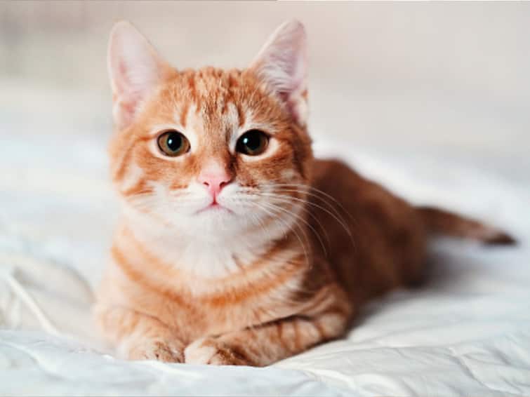 Are You A Cat Owner? Know Why It Is Important To Sterilise Your Feline Are You A Cat Owner? Know Why It Is Important To Sterilise Your Feline