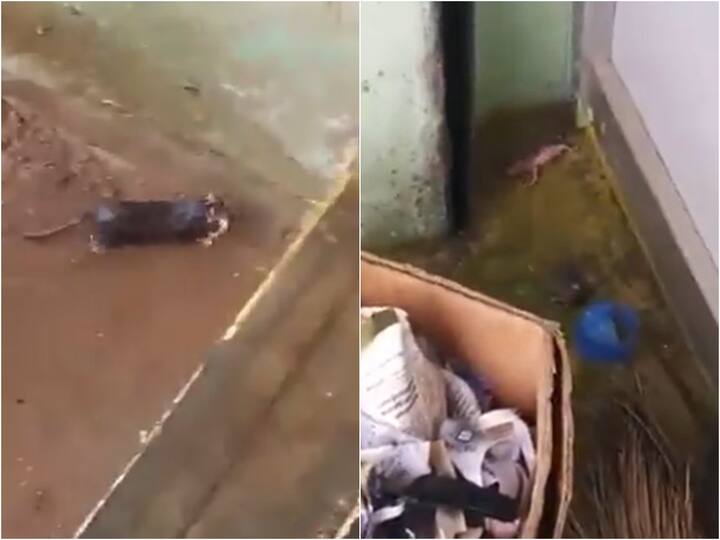 Viral Video Rat Saving Her Babies From Heavy Rain Melts Hearts on Internet - Watch Viral Video: తల్లడిల్లిన తల్లి హృదయం- పిల్లల్ని కాపాడిన ఎలుక, హార్ట్ టచింగ్ వీడియో!
