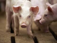 एमपी के इस जिले में अफ्रीकन स्वाइन फ्लू का कहर, अब तक 85 सूअरों की मौत, 100 से ज्यादा संक्रमित