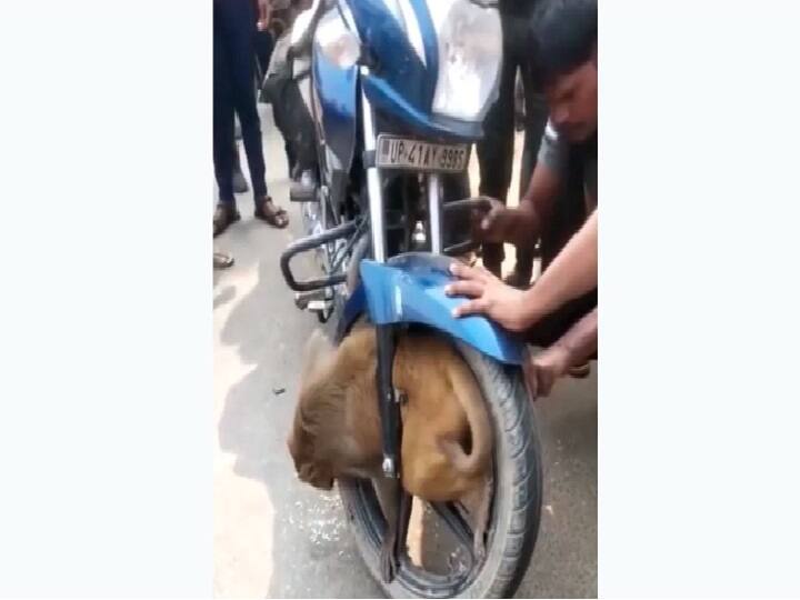 Viral video: Monkey gets stuck in bike's wheel in UP's Badosarai, rescued later Viral video: பைக்கில் சிக்கிக்கொண்ட குரங்கு.. பதைபதைத்துப்போன மக்கள்.. வைரலாகும் மீட்பு வீடியோ