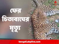 রাজ্য সড়কের পাশে পড়ে চিতাবাঘের দেহ, গাড়ি ধাক্কায় মৃত্যু?