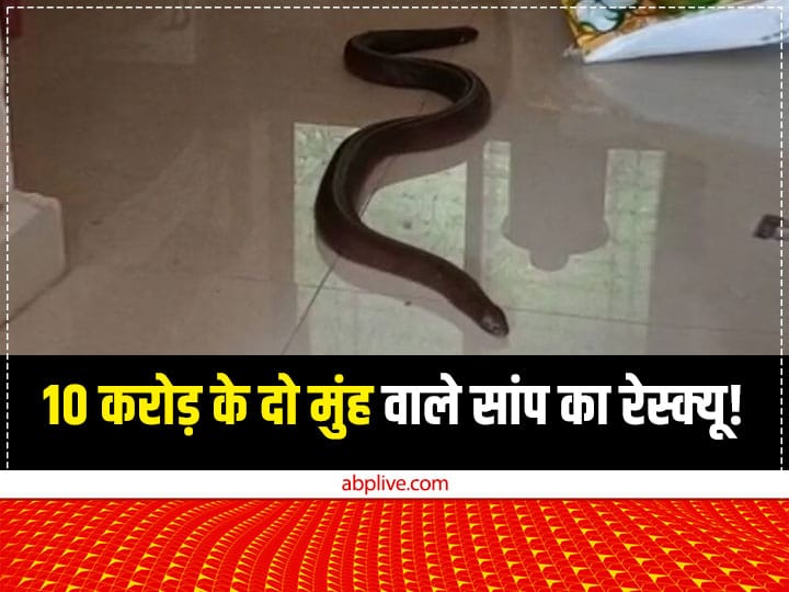 MP News rare species Red Sand Boa Snake worth 10 crore Rescued in Chhindwara of MP ANN Red Sand Boa Snake: छिंडवाड़ा में दुर्लभ प्रजाति के दो मुंह वाले सांप का रेस्क्यू, 10 करोड़ कीमत का दावा
