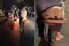 Video: ਪਾਲਤੂ ਕੁੱਤੇ ਲਈ ਸਾਈਕਲ 'ਤੇ ਬਣਾਇਆ ਵਿਸ਼ੇਸ਼ ਪਲੇਟਫਾਰਮ, ਮਸਤੀ ਕਰਦਾ ਦੇਖਿਆ ਗਿਆ ਕੁੱਤਾ