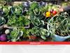 Urban Farming: घर पर गमले में ही उगाएं सर्दी वाली ये सब्जियां, बचा लेंगे सब्जी पर होने वाला मोटा खर्चा
