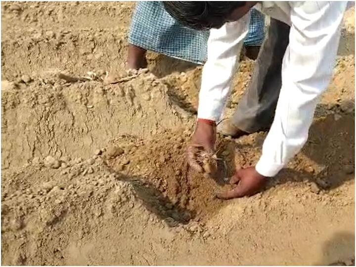 kannauj potato crop rotted inside the ground due to pesticide reaction ann Kannauj: बारिश के बाद कीटनाश से बेहाल किसान, जमीन के अंदर ही सड़ गए आलू के बीज