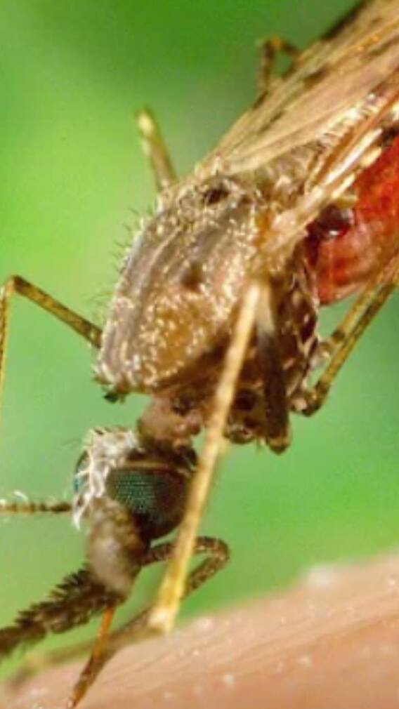 কেন বাড়ছে পজিটিভিটি রেট? ডেঙ্গি চিন্তায় রাজ্য