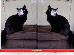 अंधेरे में इस बिल्ली को देख आ जाएगा हार्ट-अटैक, ब्लैक एंड व्हाइट का है कॉम्बिनेशन