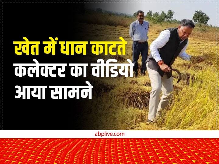 Watch Manendragarh-Chirmiri-Bharatpur district collector PS Dhruv harvested paddy in field ANN Watch: छत्तीसगढ़ के इस जिले में निरीक्षण पर निकले कलेक्टर खेत में काटने लगे धान, सामने आया ये Video