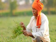 'जवाहर चना 24' ही नवीन जात शेतकऱ्यांसाठी फायदेशीर, हार्वेस्टरनं करता येणार हरभऱ्याची काढणी