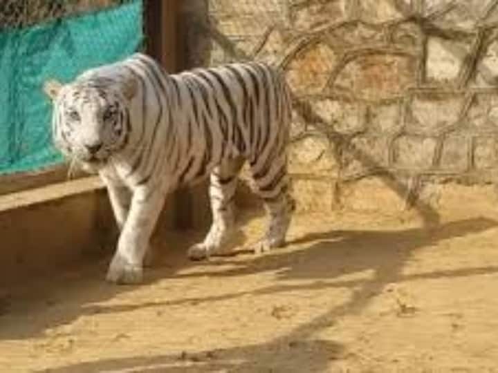 Rajasthan News carnivorous animals of the zoo also keep fast for one day in a week in Udaipur ANN Udaipur: चिड़ियाघर के मांसाहारी जानवर भी मंगलवार को रखते हैं उपवास! जानिए- क्या है कारण