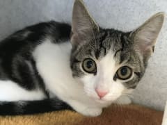 In A First, Homeless Cat Found In UK Is Neither Male Nor Female