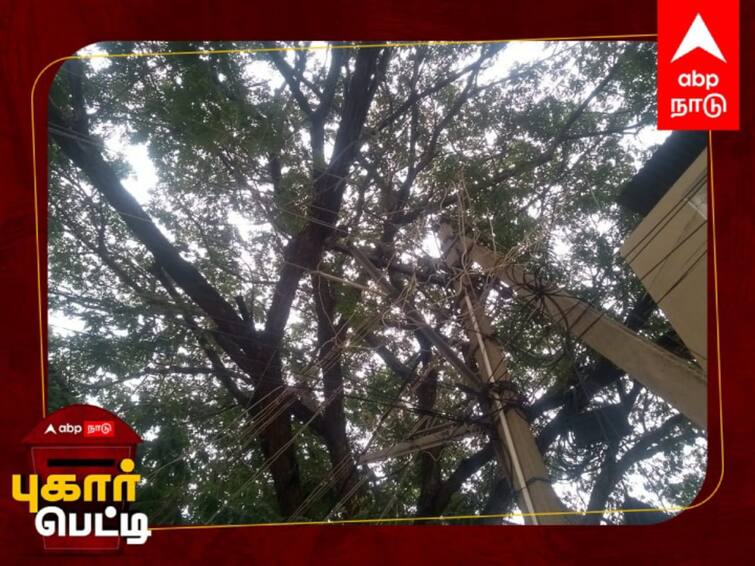 Action must be taken before danger occurs; Request to remove tree branches Pugar Petti: மிகவும் பழமையான மரம்... மின் கம்பத்தில் ஒடிந்து விழும் கிளைகள்! - அதிகாரிகள் நடவடிக்கை என்ன?
