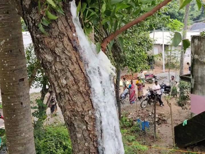 மயிலாடுதுறையில் களைகட்டும் காவிரி துலா உற்சவ கொண்டாட்டம்