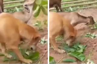 Video: ਬੱਕਰੀ ਦੇ ਪਿਆਰ 'ਚ ਕੁੱਤੇ ਨੇ ਛੱਡਿਆ ਮੀਟ, ਖਾਣ ਲੱਗ ਪਿਆ ਹਰੇ ਪੱਤੇ, ਵੇਖੋ ਵੀਡੀਓ