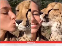 चीते इतने भी खतरनाक नहीं... महिला के किस करते ही बिल्ली की तरह चाटते आया नजर