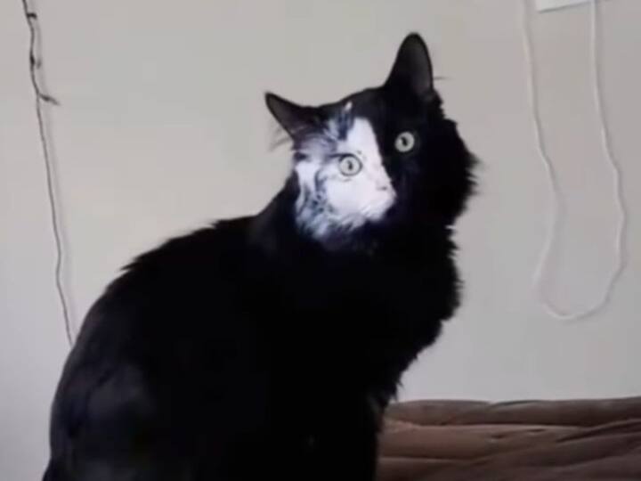 Watch Video Heart-attack Combination of black white after seeing this cat in dark Watch Video: ఇదేం పిల్లిరా బాబు, చూశారంటే హార్ట్ అటాక్ తప్పదు - వైరల్ వీడియో