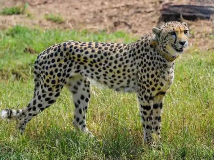 MP contradictory statement over Asha Cheetah being pregnant in Kuno National Park ANN Kuno National Park: विदेश से लाई गई मादा चीता गर्भवती? नामीबिया विशेषज्ञ और कूनो प्रबंधन के बयान विरोधभासी