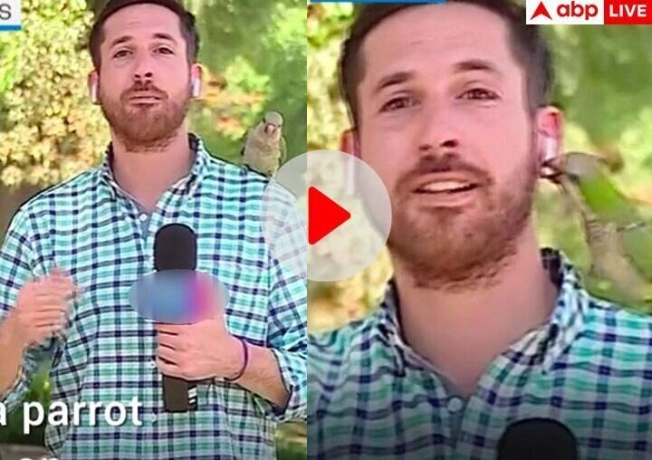 parrot flew away with the Reporter earphone during live camera in Chile funny viral video कैमरे के सामने रिपोर्टर के साथ हुई दिन दहाड़े लूट, Video देखकर हंसी नहीं रुकेगी