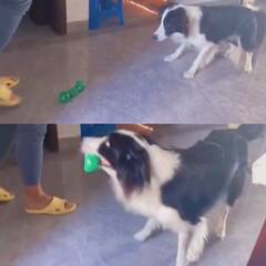 Amazing Video: ਕਮਾਲ ਦਾ ਗੋਲਕੀਪਰ ਹੈ ਕੁੱਤਾ, ਧੋਖਾ ਦੇਣ ਦੀ ਕੋਸ਼ਿਸ਼ ਤੋਂ ਬਾਅਦ ਵੀ ਵੀਡੀਓ 'ਚ ਨਜ਼ਰ ਆ ਰਹੀ ਇਕਾਗਰਤਾ