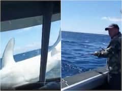 కింగ్ ఫిష్ కోసం వెళ్తే కిల్లర్ షార్క్ దొరికింది- వైరల్ వీడియో!