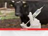 Animal Health Care: दुधारू पशुओं को भूलकर भी ना लगाएं ये इंजेक्शन, वरना खानी पड़ सकती है हवालात की हवा