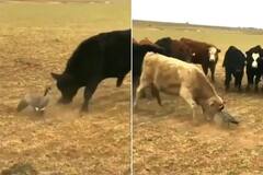 Video: ਵੱਡੇ ਸਰੀਰ ਨਾਲ ਕੁਝ ਨਹੀਂ ਹੁੰਦਾ...ਬੱਸ ਜਿਗਰਾ ਹੋਣਾ ਚਾਹੀਦਾ...ਇਸ ਛੋਟੇ ਜਿਹੇ ਜੀਵ ਨੇ ਕਰ ਦਿੱਤਾ ਸਾਬਤ