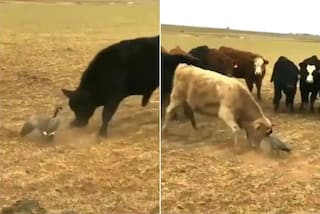 Video: ਵੱਡੇ ਸਰੀਰ ਨਾਲ ਕੁਝ ਨਹੀਂ ਹੁੰਦਾ...ਬੱਸ ਜਿਗਰਾ ਹੋਣਾ ਚਾਹੀਦਾ...ਇਸ ਛੋਟੇ ਜਿਹੇ ਜੀਵ ਨੇ ਕਰ ਦਿੱਤਾ ਸਾਬਤ