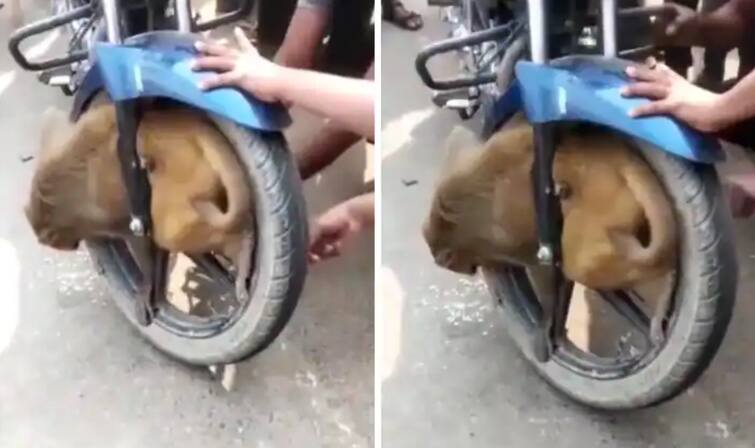 Monkey trapped badly in the wheel of the bike Monkey Viral Video: Motorcycle ਦੇ ਪਹੀਏ 'ਚ ਬੁਰੀ ਤਰ੍ਹਾਂ ਫਸਿਆ ਬਾਂਦਰ, ਟਾਇਰ ਖੋਲ ਕੇ ਬਾਹਰ ਕੱਢਿਆ