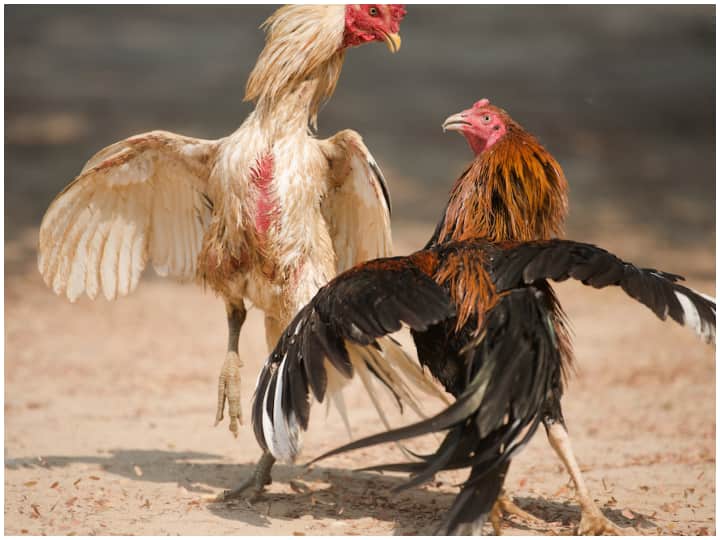 Chicken hen fight in Maharashtra betting worth lakhs of rupees police caught 34 people in raid ANN महाराष्ट्र में मुर्गों की लड़ाई पर लाखों रुपये का सट्टा, पुलिस ने रेड में पकड़े 34 लोग, ऐसे काम करता है ये गिरोह