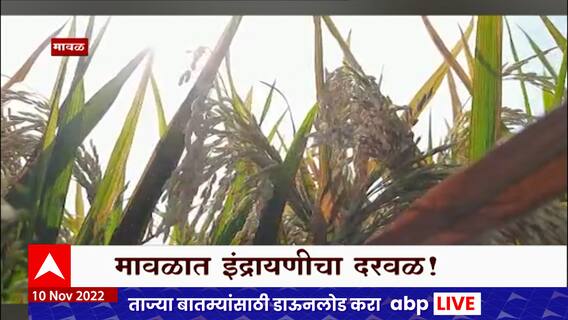 Mawal Indrayani Rice Special Report : मावळात इंद्रायणीचा दरवळ, पावसामुळे तांदूळ उत्पादनात वाढ