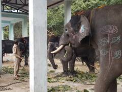 6 दिन का सफर कर कर्नाटक से पीलीभीत पहुंचा 4 हाथियों का दल, गश्त लगाकर करेंगे इस काम में मदद