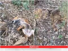 शिकारी ने लोमड़ी को गोली मार कर हिरण की जान, हैरतअंगेज अंदाज में प्रकट किया आभार